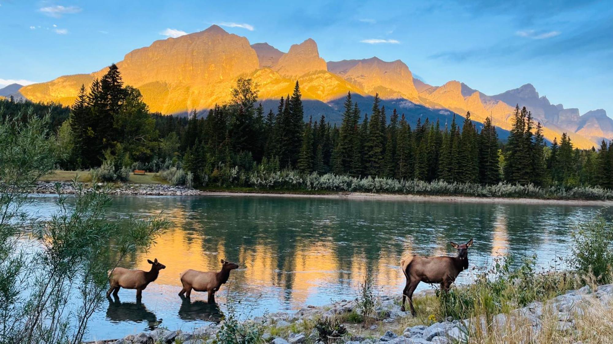 #304 Mountain View 1Br In Canmore Dt Екстер'єр фото